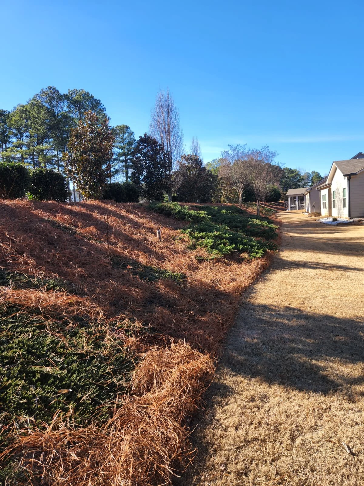 Pine Straw — client-supplied photograph