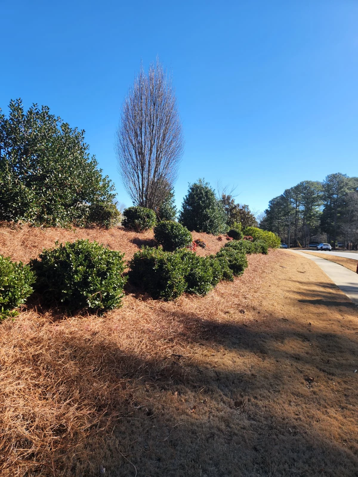 Pine Straw — client-supplied photograph