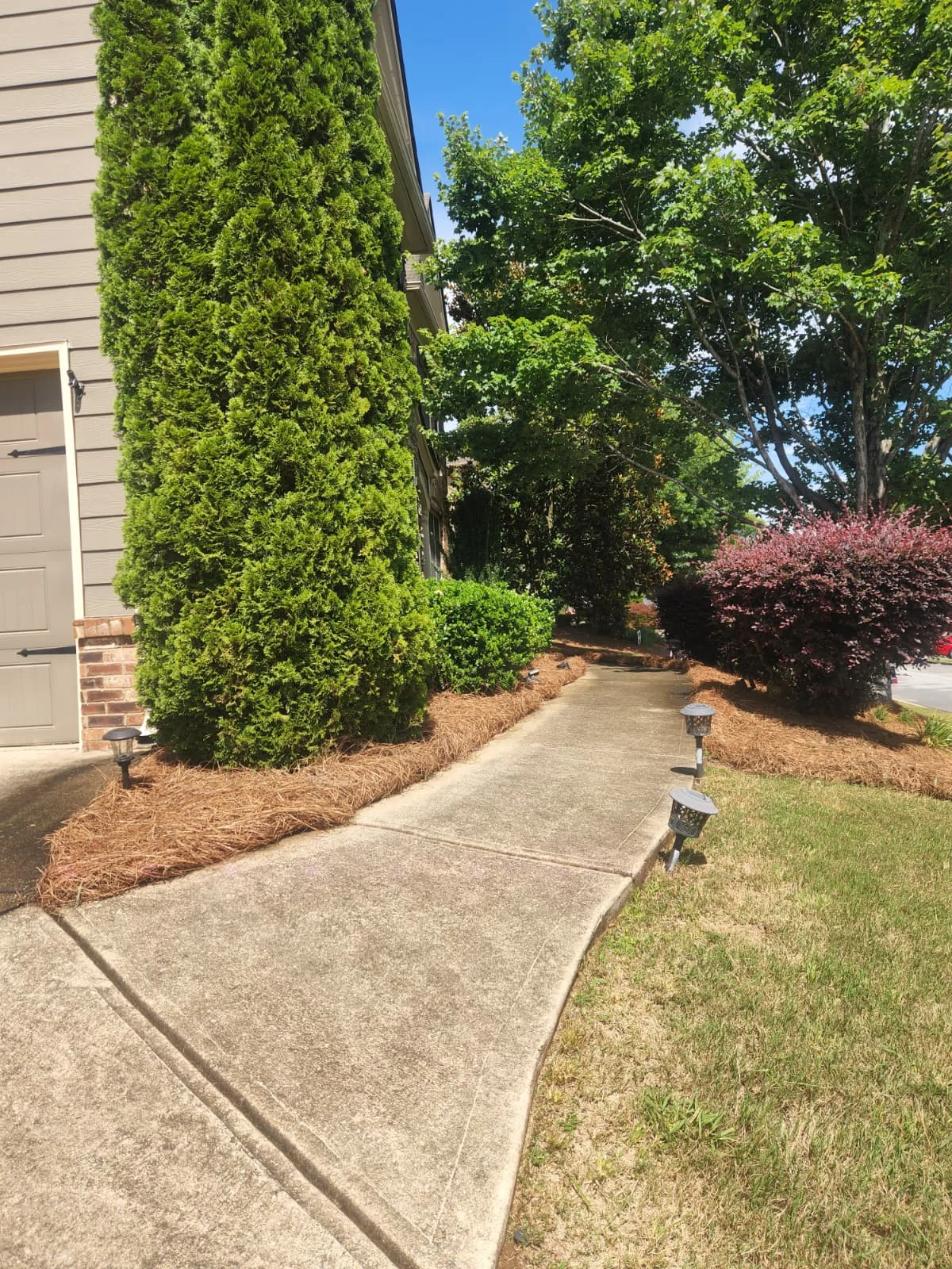 Pine Straw — client-supplied photograph