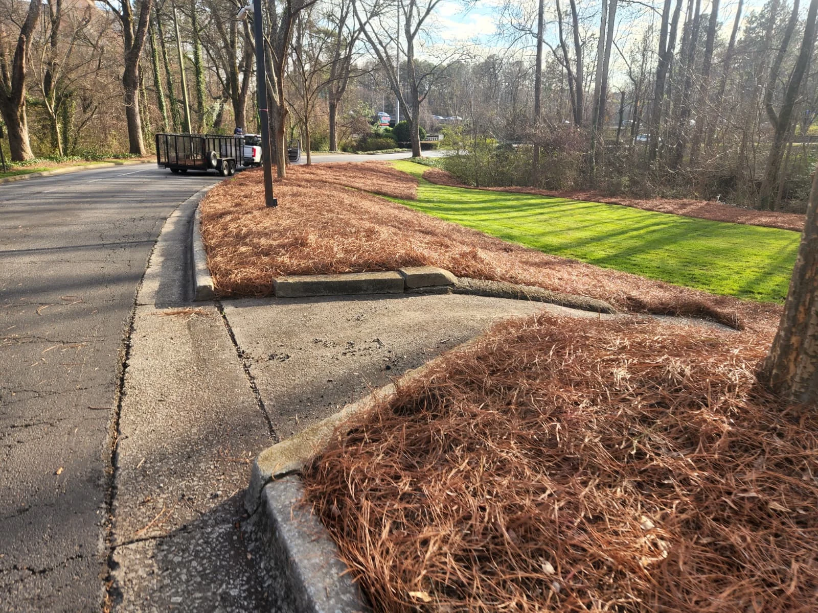Pine Straw — client-supplied photograph